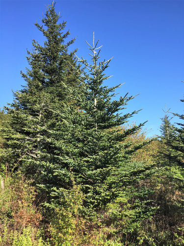 20 FRASER FIR Tree Abies Fraseri Christmas Tree Southern Balsam Fir Native Evergreen Seeds